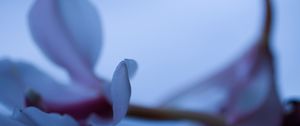 Preview wallpaper petals, blur, flower, blue