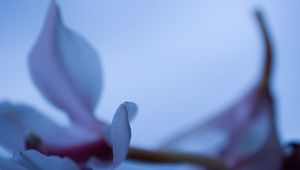 Preview wallpaper petals, blur, flower, blue