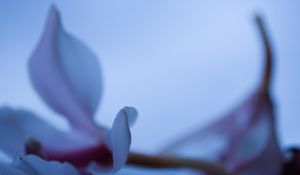 Preview wallpaper petals, blur, flower, blue