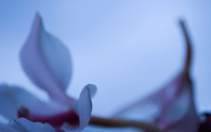 Preview wallpaper petals, blur, flower, blue