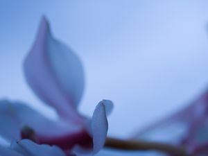 Preview wallpaper petals, blur, flower, blue