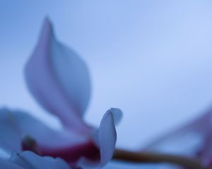 Preview wallpaper petals, blur, flower, blue