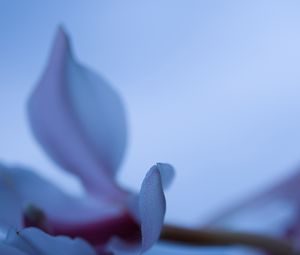 Preview wallpaper petals, blur, flower, blue