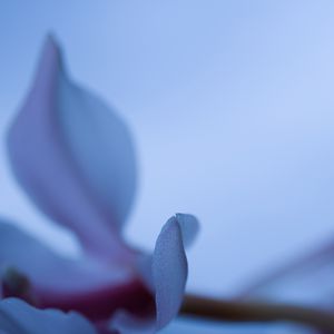 Preview wallpaper petals, blur, flower, blue