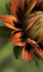 Preview wallpaper petals, blur, macro, flower