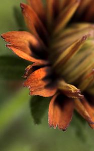 Preview wallpaper petals, blur, macro, flower