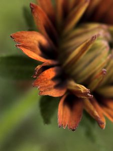 Preview wallpaper petals, blur, macro, flower