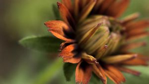 Preview wallpaper petals, blur, macro, flower