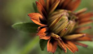 Preview wallpaper petals, blur, macro, flower