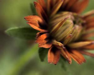 Preview wallpaper petals, blur, macro, flower