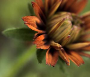 Preview wallpaper petals, blur, macro, flower