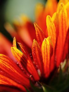 Preview wallpaper petals, bright, flowers