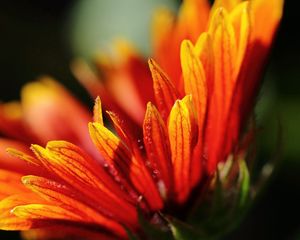 Preview wallpaper petals, bright, flowers