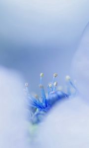 Preview wallpaper petals, bright, stamens