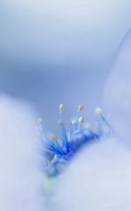 Preview wallpaper petals, bright, stamens