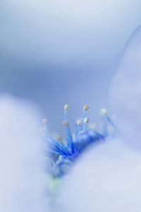 Preview wallpaper petals, bright, stamens