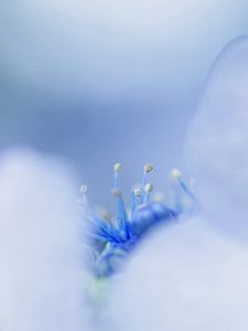 Preview wallpaper petals, bright, stamens