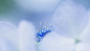 Preview wallpaper petals, bright, stamens