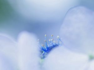 Preview wallpaper petals, bright, stamens