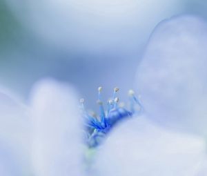 Preview wallpaper petals, bright, stamens