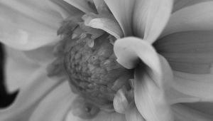 Preview wallpaper petals, bud, black and white, macro, flower