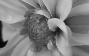 Preview wallpaper petals, bud, black and white, macro, flower