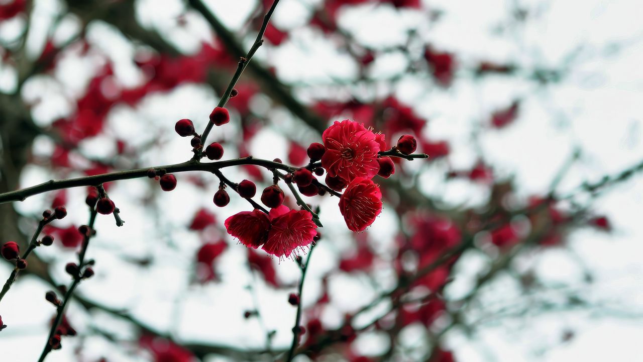 Wallpaper petals, buds, flowers, red, branches, blur