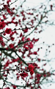 Preview wallpaper petals, buds, flowers, red, branches, blur