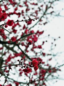 Preview wallpaper petals, buds, flowers, red, branches, blur