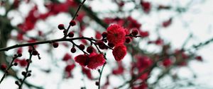 Preview wallpaper petals, buds, flowers, red, branches, blur