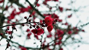 Preview wallpaper petals, buds, flowers, red, branches, blur