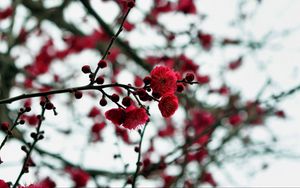 Preview wallpaper petals, buds, flowers, red, branches, blur