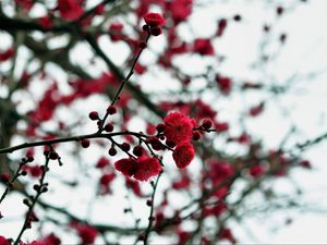 Preview wallpaper petals, buds, flowers, red, branches, blur