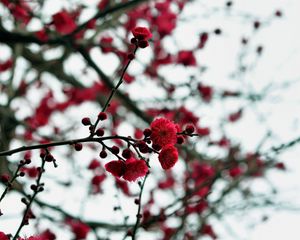 Preview wallpaper petals, buds, flowers, red, branches, blur