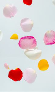 Preview wallpaper petals, colorful, macro, light