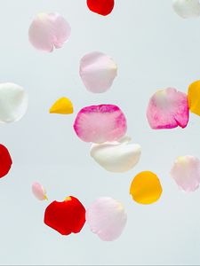 Preview wallpaper petals, colorful, macro, light