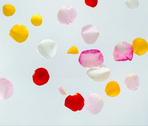 Preview wallpaper petals, colorful, macro, light