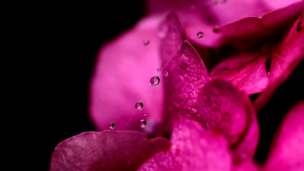 Wallpaper petals, dew, drops, background