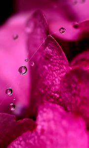 Preview wallpaper petals, dew, drops, background