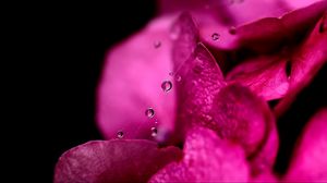 Preview wallpaper petals, dew, drops, background