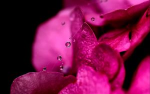 Preview wallpaper petals, dew, drops, background