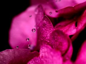 Preview wallpaper petals, dew, drops, background