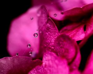 Preview wallpaper petals, dew, drops, background