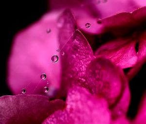 Preview wallpaper petals, dew, drops, background