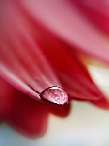 Preview wallpaper petals, dew, drops, light