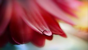 Preview wallpaper petals, dew, drops, light