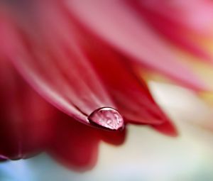 Preview wallpaper petals, dew, drops, light