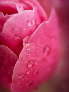 Preview wallpaper petals, drop, macro, pink