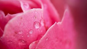 Preview wallpaper petals, drop, macro, pink