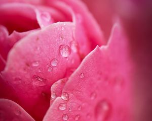 Preview wallpaper petals, drop, macro, pink